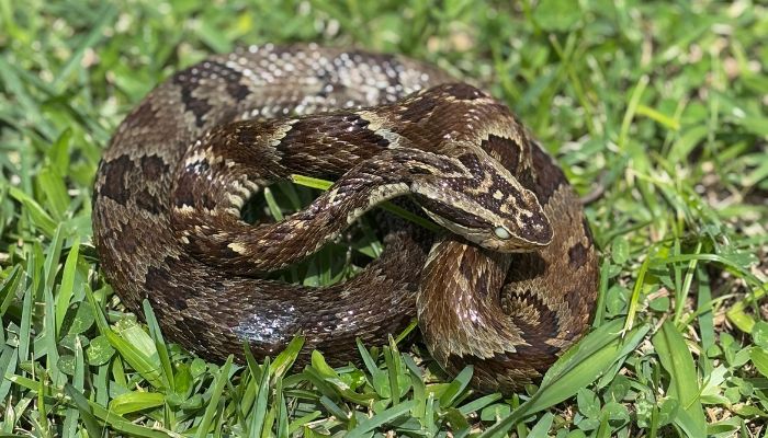  Secretaria da Saúde alerta para cuidados com animais peçonhentos durante o verão